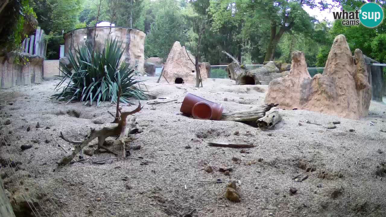 Webcam Zoo Ljubljana – Suricate