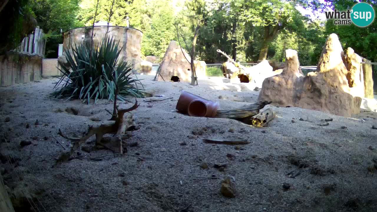 Live cam Zoo Ljubljana – Erdmännchen
