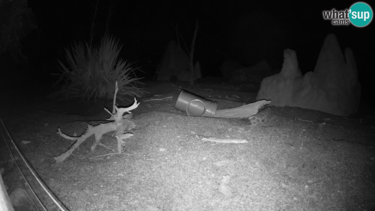 Webcam Zoo Ljubljana – Suricate