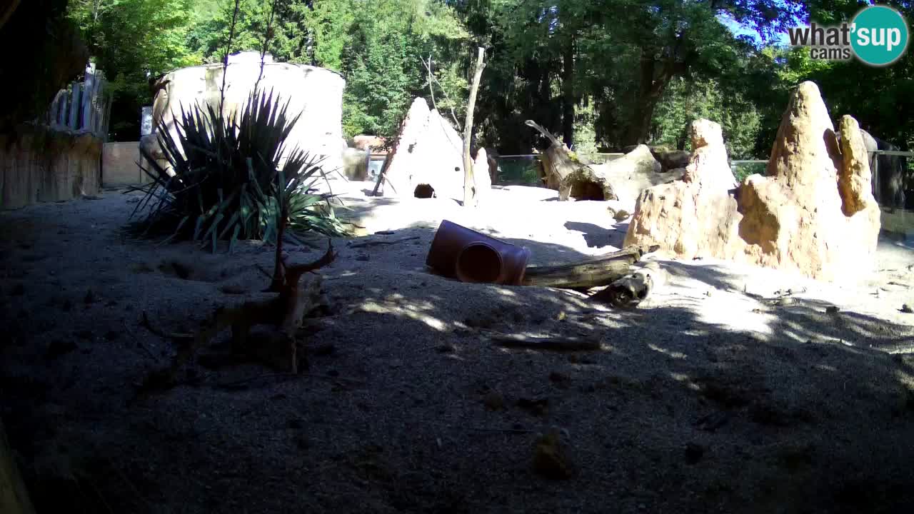 Webcam Zoo Ljubljana – Suricate