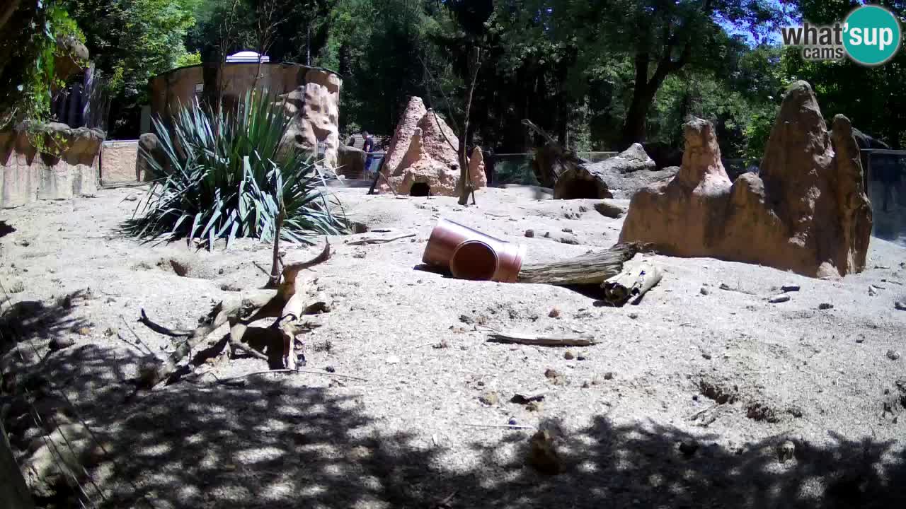 Zoo Ljubljana – Live webcam Meerkat (Suricata)