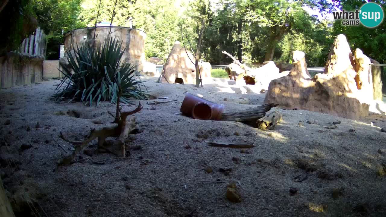 Zoo Ljubljana – Live webcam Meerkat (Suricata)