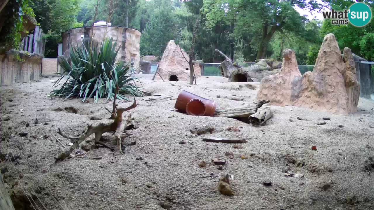 Zoo Ljubljana – Meerkat (Suricata)