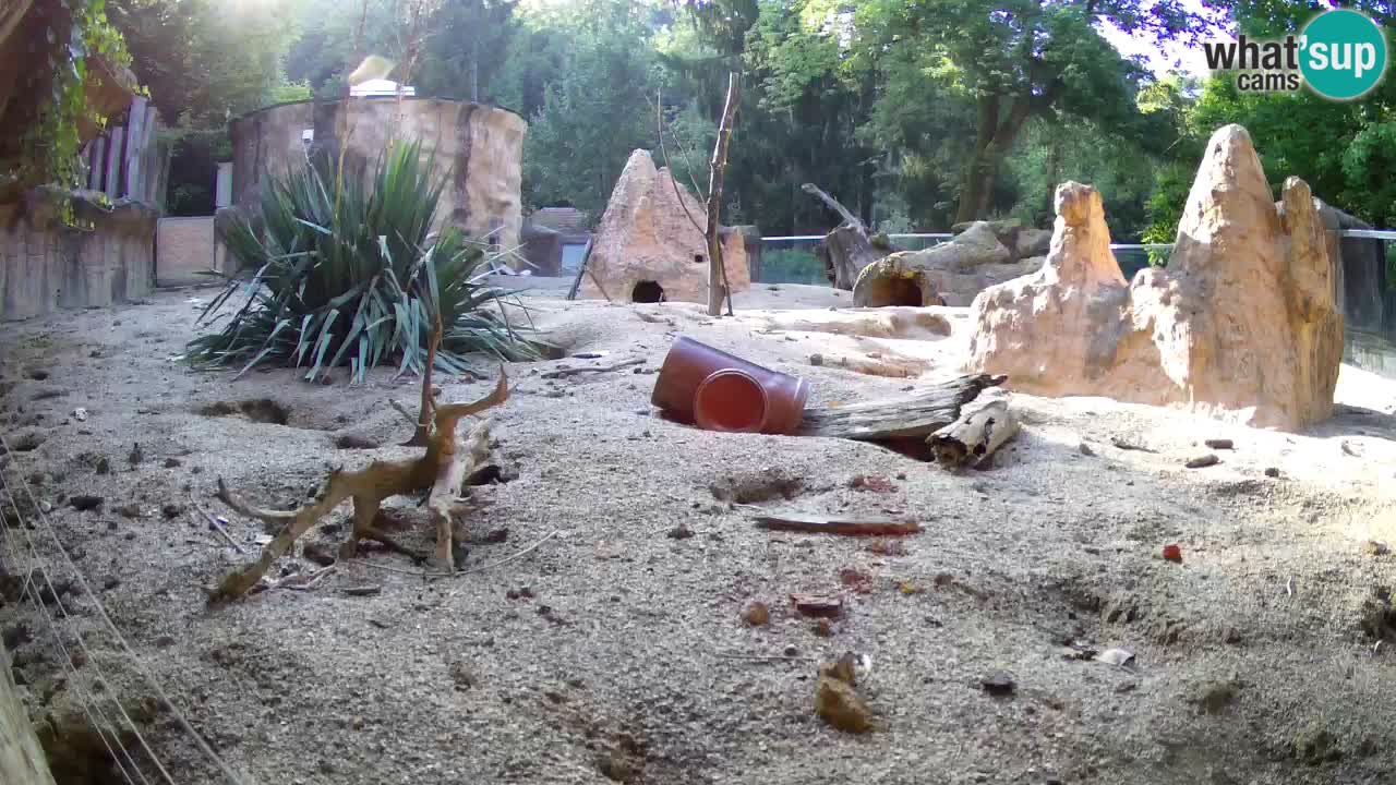 Web kamera Zoo Ljubljana – Merkat