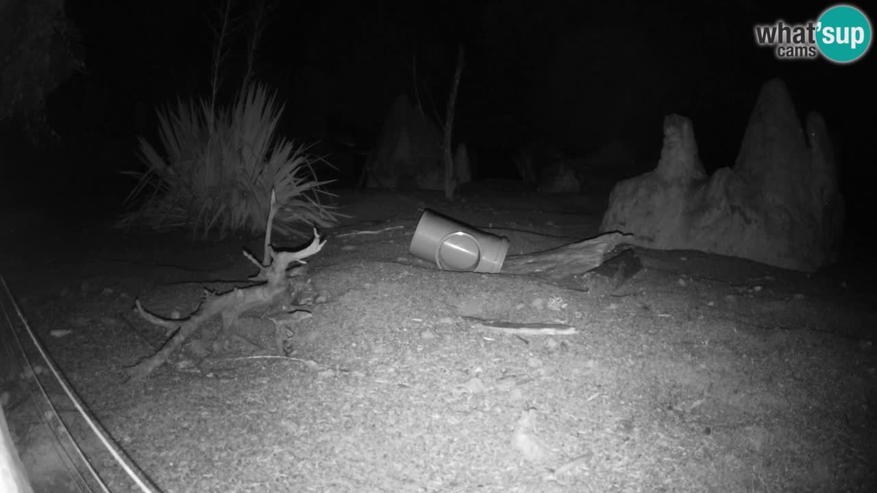 Webcam Zoo Ljubljana – Suricate
