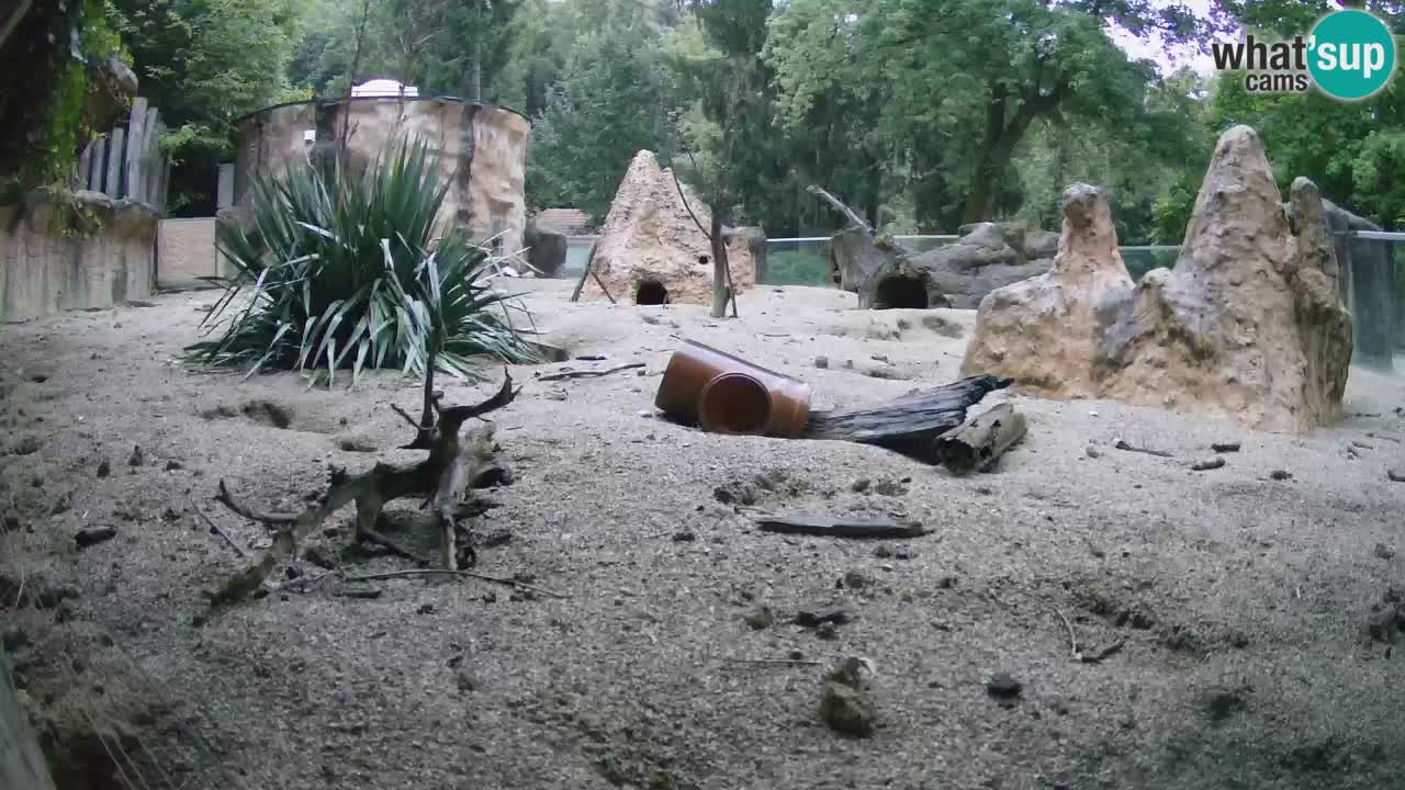 Zoo Ljubljana – Live webcam Meerkat (Suricata)