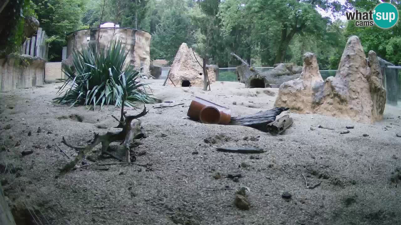 Zoo Ljubljana – Live webcam Meerkat (Suricata)