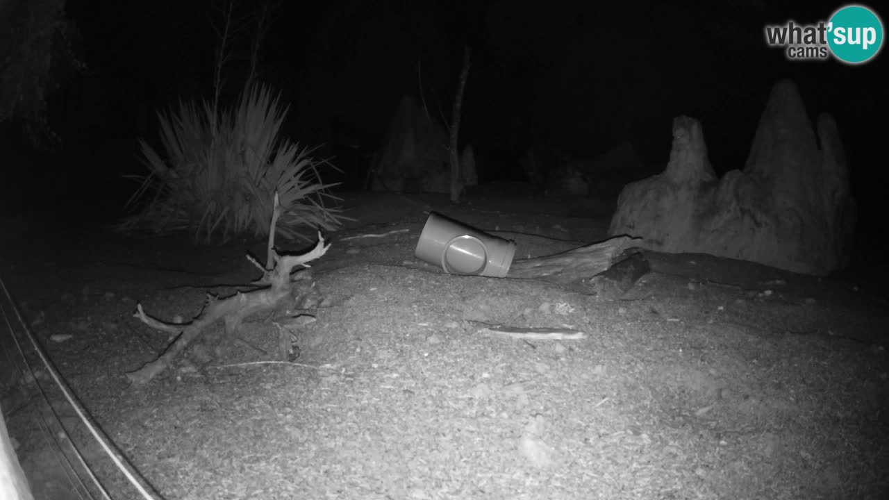 Zoo Ljubljana – Live webcam Meerkat (Suricata)