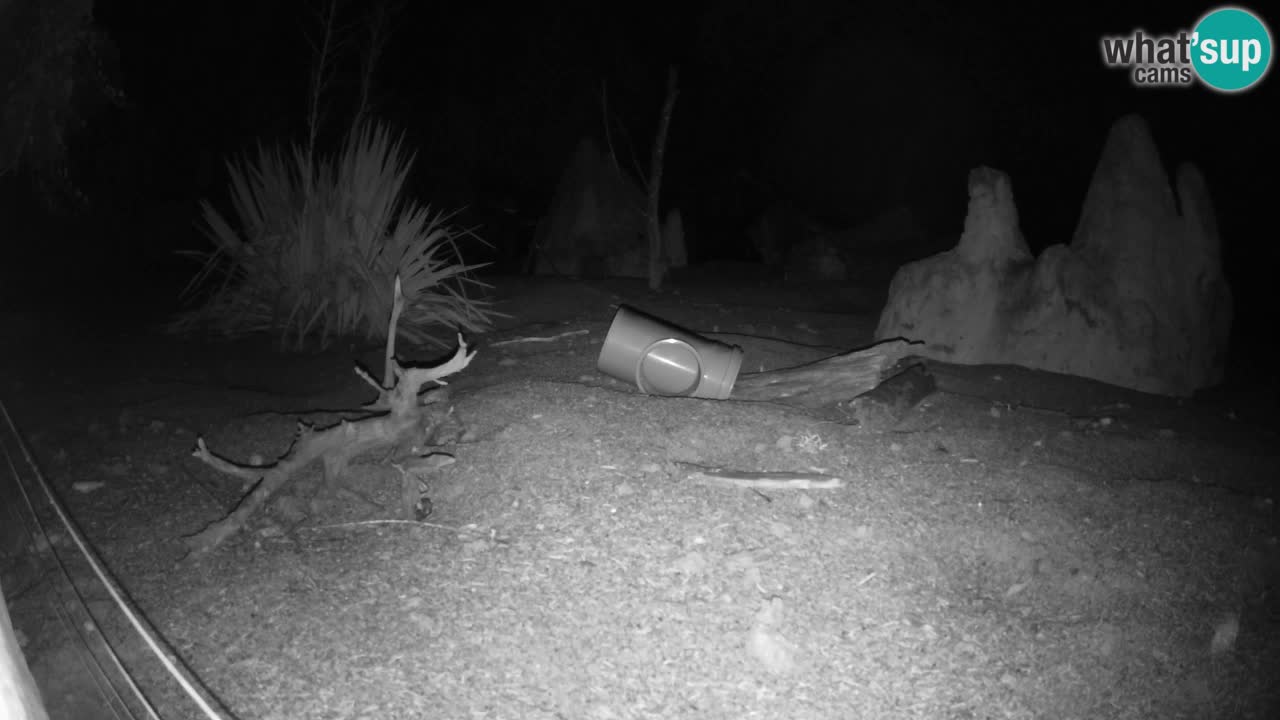 Zoo Ljubljana – Live webcam Meerkat (Suricata)