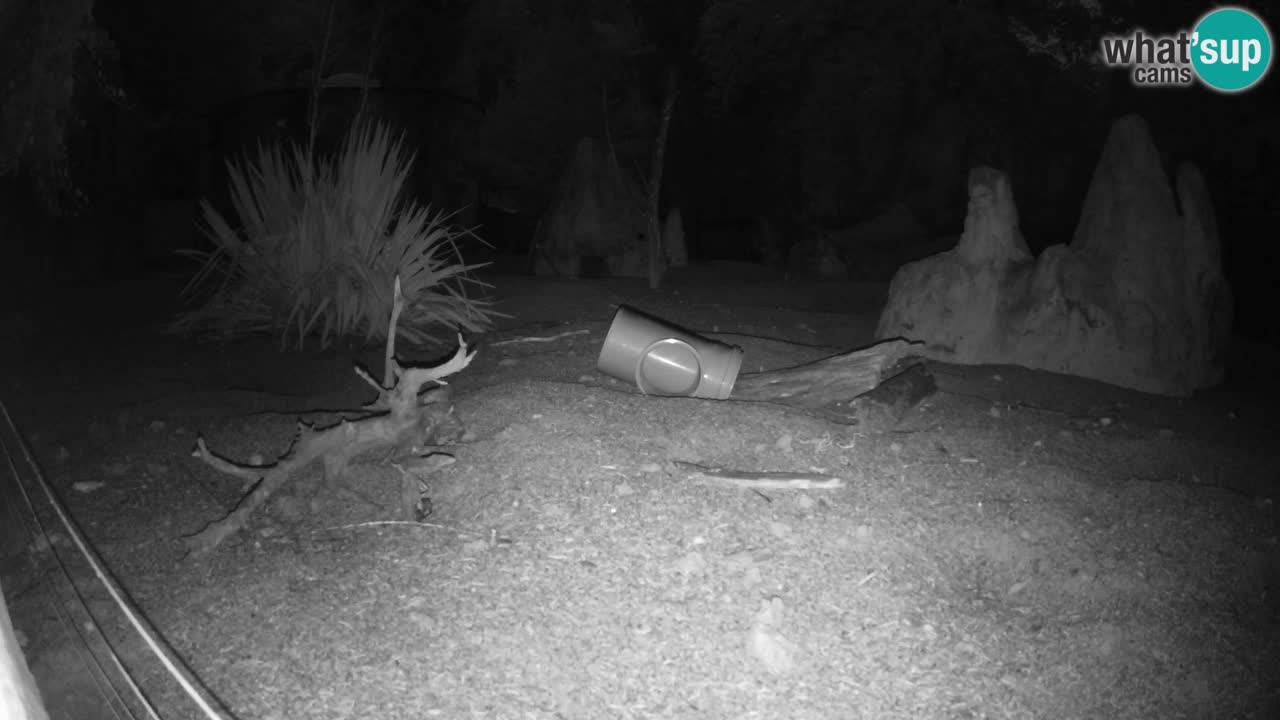 Webcam live Zoo Ljubljana – Suricata