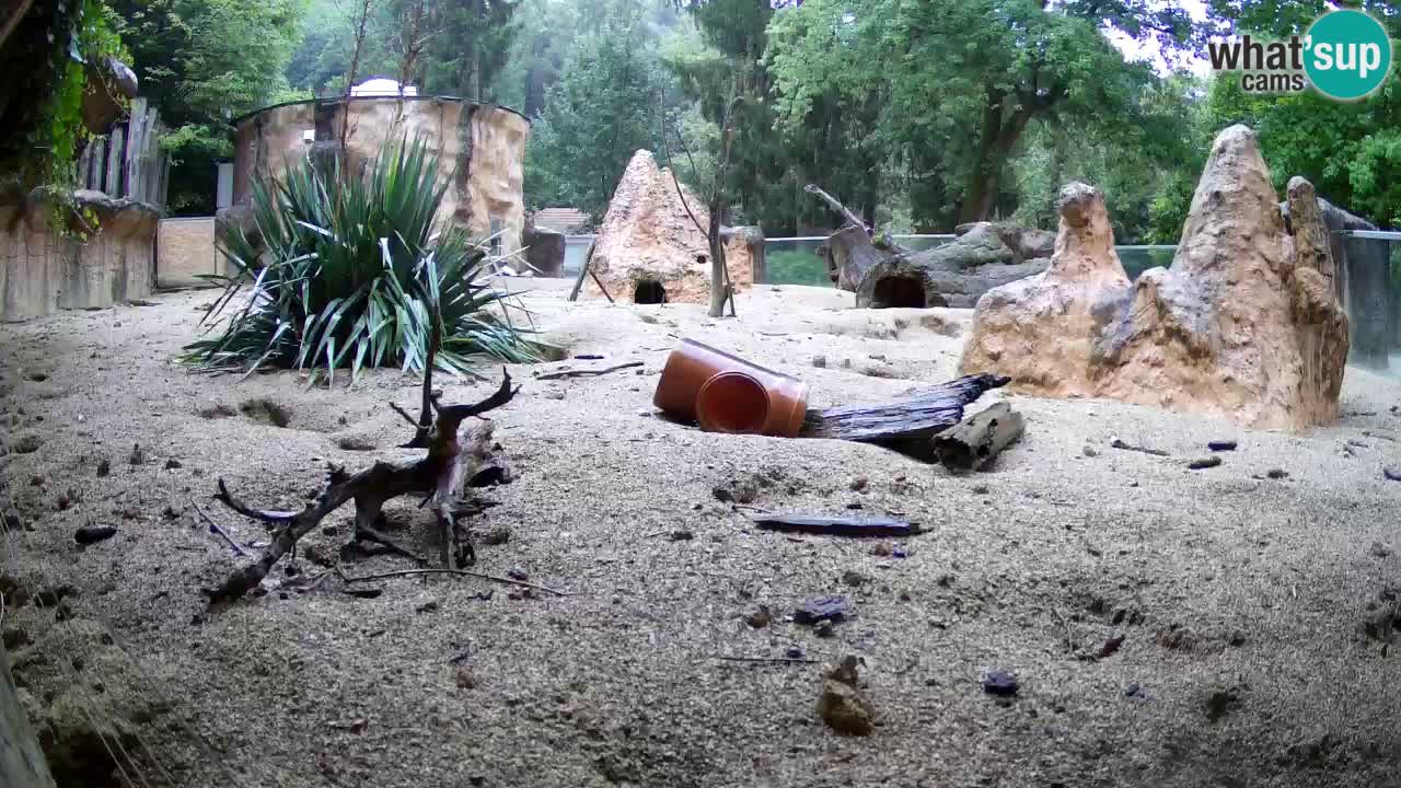 Zoo Ljubljana – Live webcam Meerkat (Suricata)