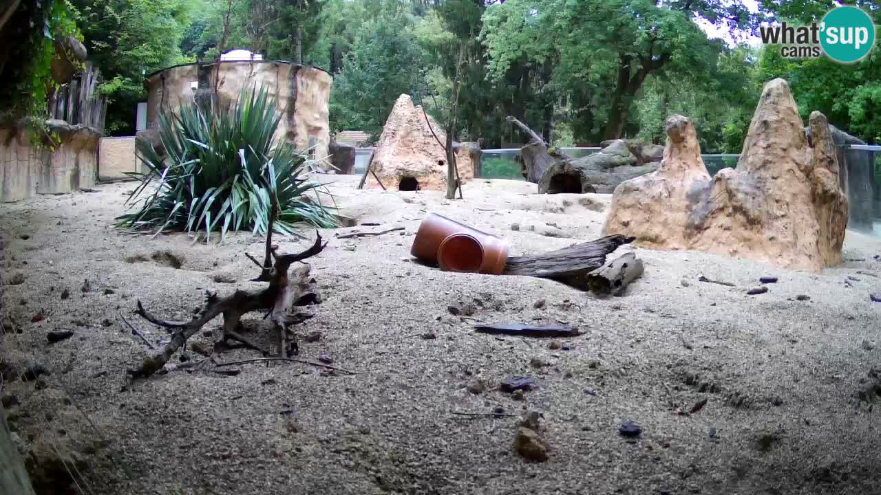 Zoo Ljubljana – Live webcam Meerkat (Suricata)