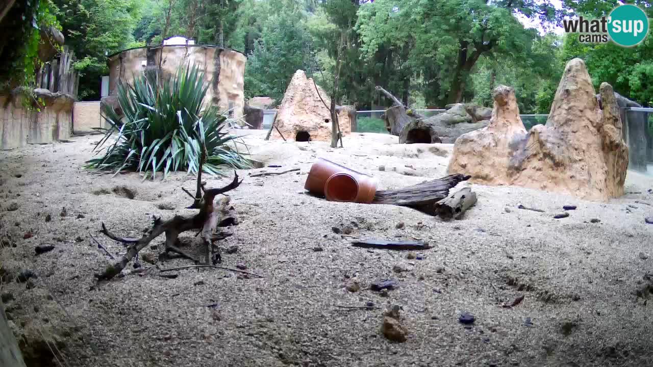 Zoo Ljubljana – Live webcam Meerkat (Suricata)