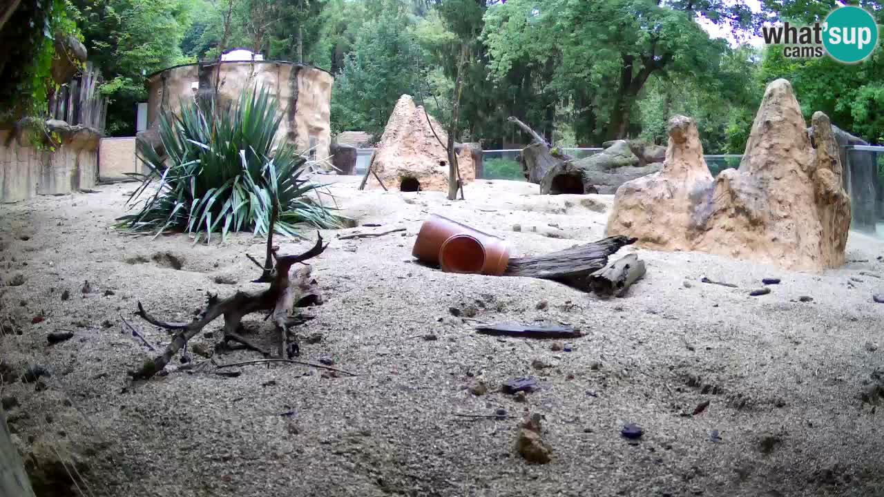 Webcam live Zoo Ljubljana – Suricata