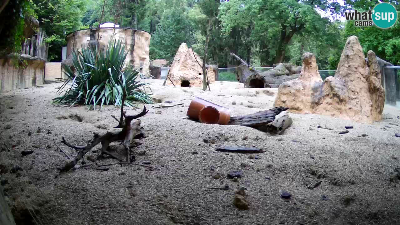 Zoo Ljubljana – Live webcam Meerkat (Suricata)
