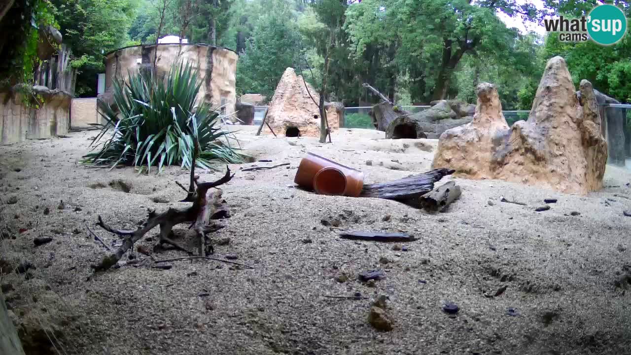Zoo Ljubljana – Live webcam Meerkat (Suricata)
