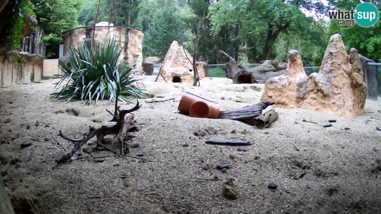 Zoo Ljubljana – Live webcam Meerkat (Suricata)