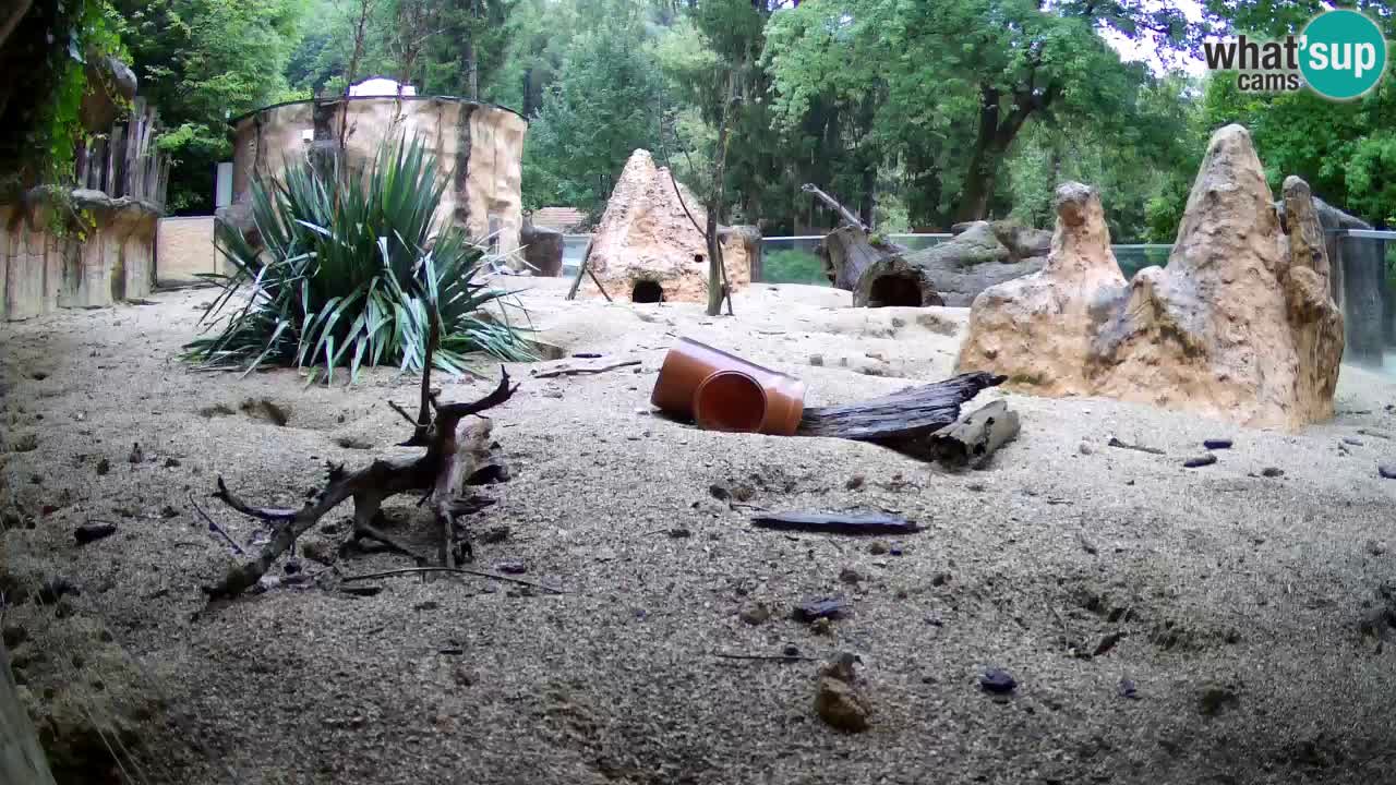 Zoo Ljubljana – Live webcam Meerkat (Suricata)