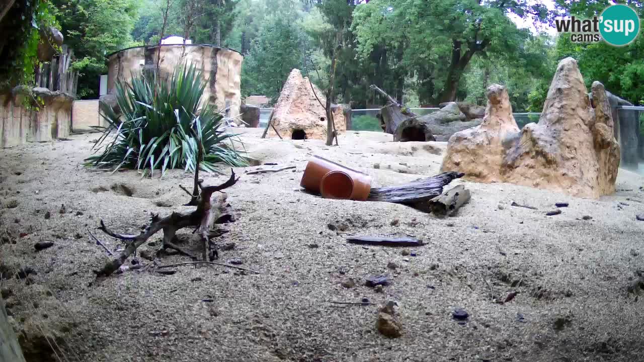 Webcam live Zoo Ljubljana – Suricata