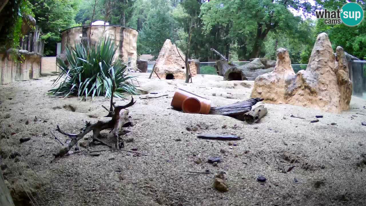 Webcam live Zoo Ljubljana – Suricata