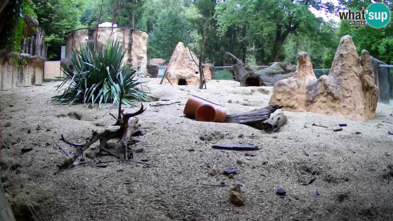 Web kamera Zoo Ljubljana – Merkat