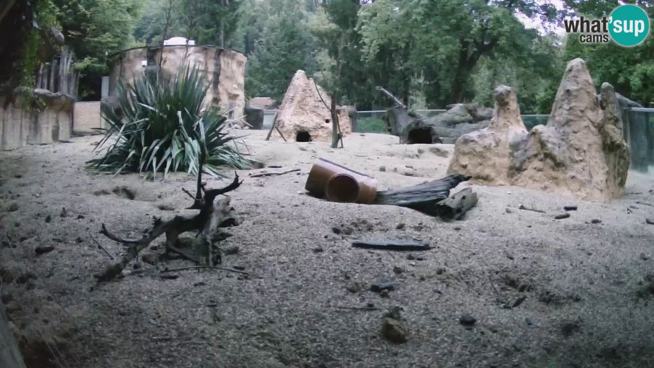 Zoo Ljubljana – Live webcam Meerkat (Suricata)
