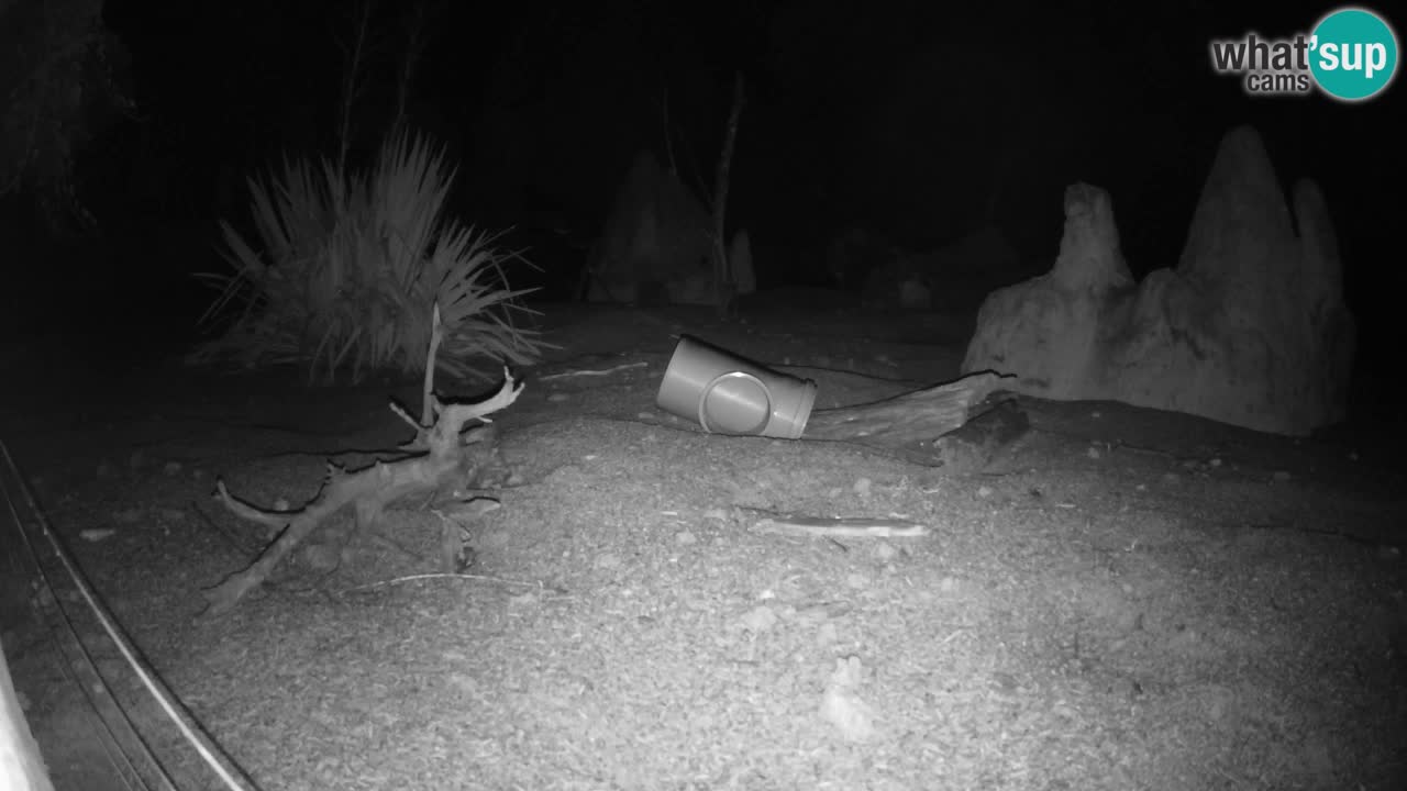 Webcam live Zoo Ljubljana – Suricata