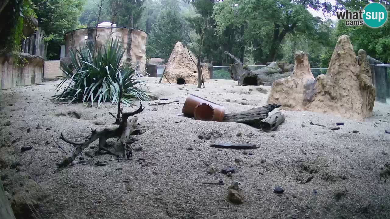 Webcam live Zoo Ljubljana – Suricata