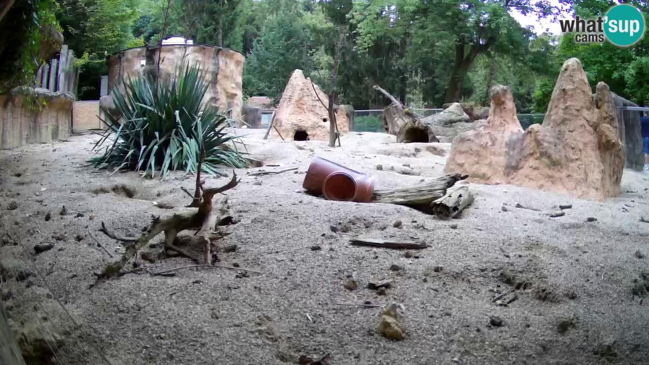 Live cam Zoo Ljubljana – Erdmännchen