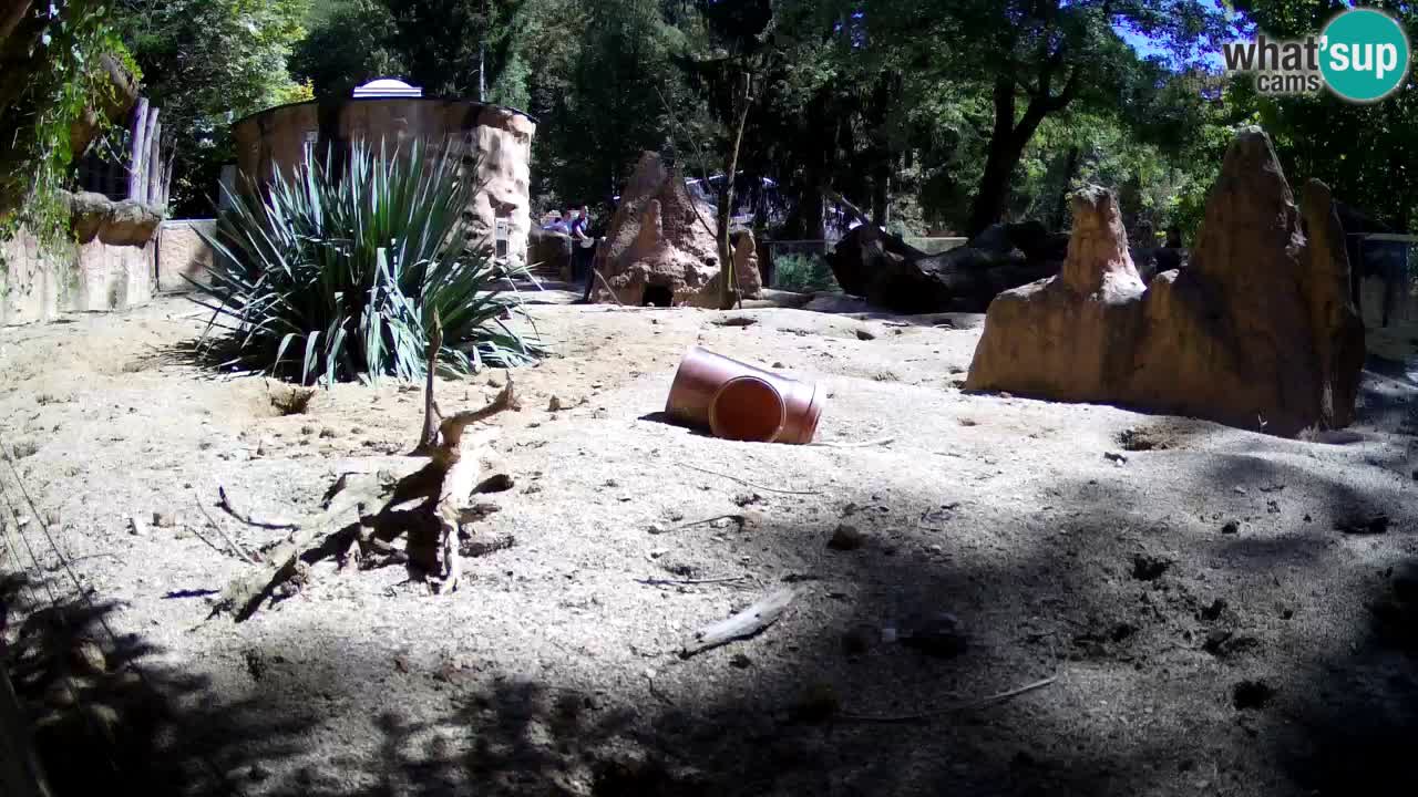Zoo Ljubljana – Live webcam Meerkat (Suricata)