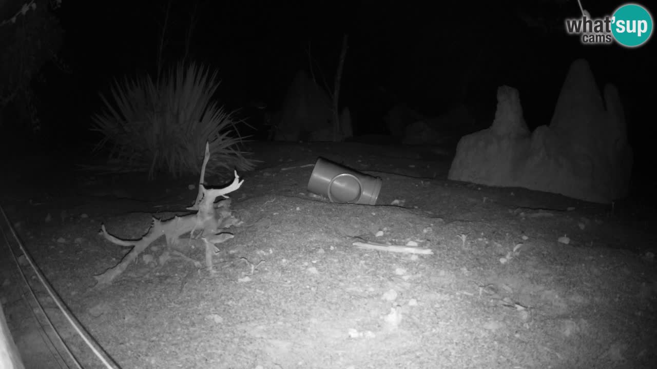 Webcam live Zoo Ljubljana – Suricata