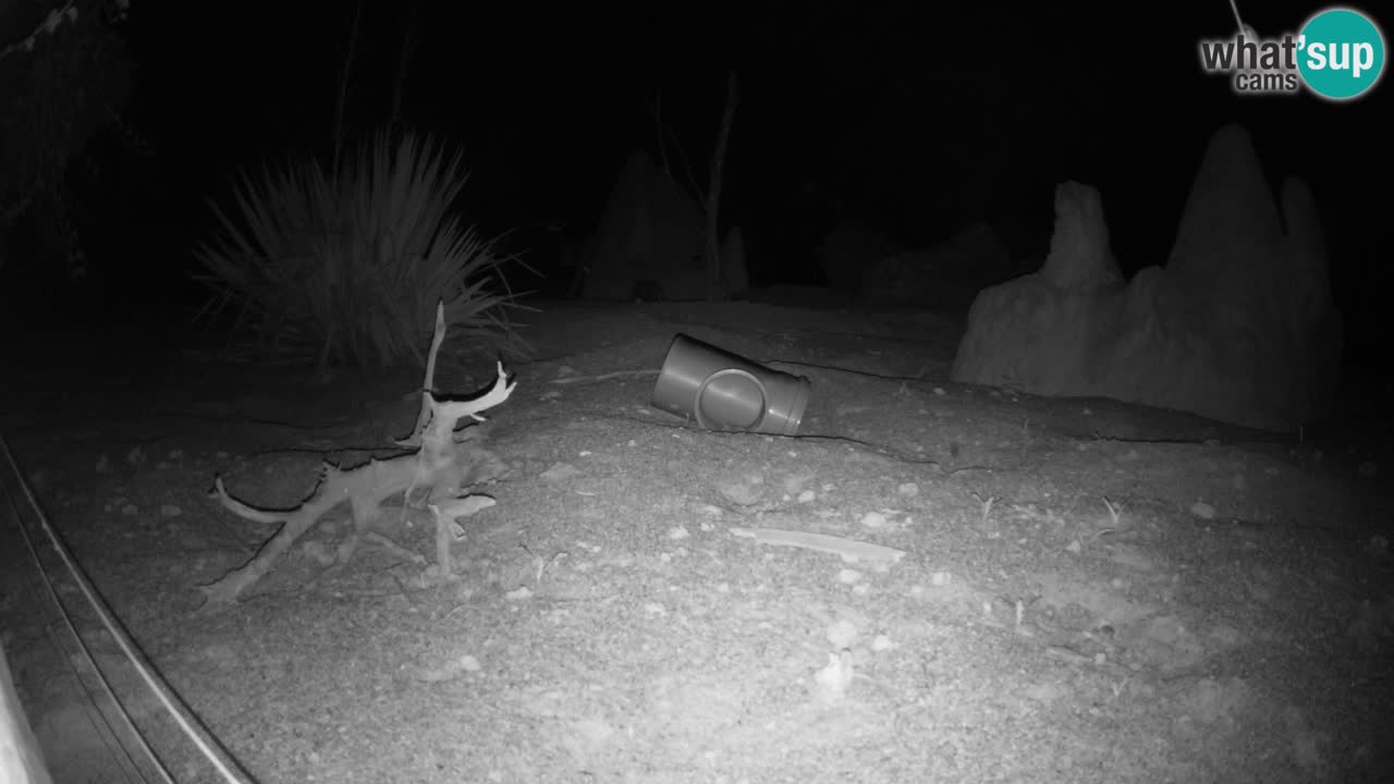 Zoo Ljubljana – Live webcam Meerkat (Suricata)