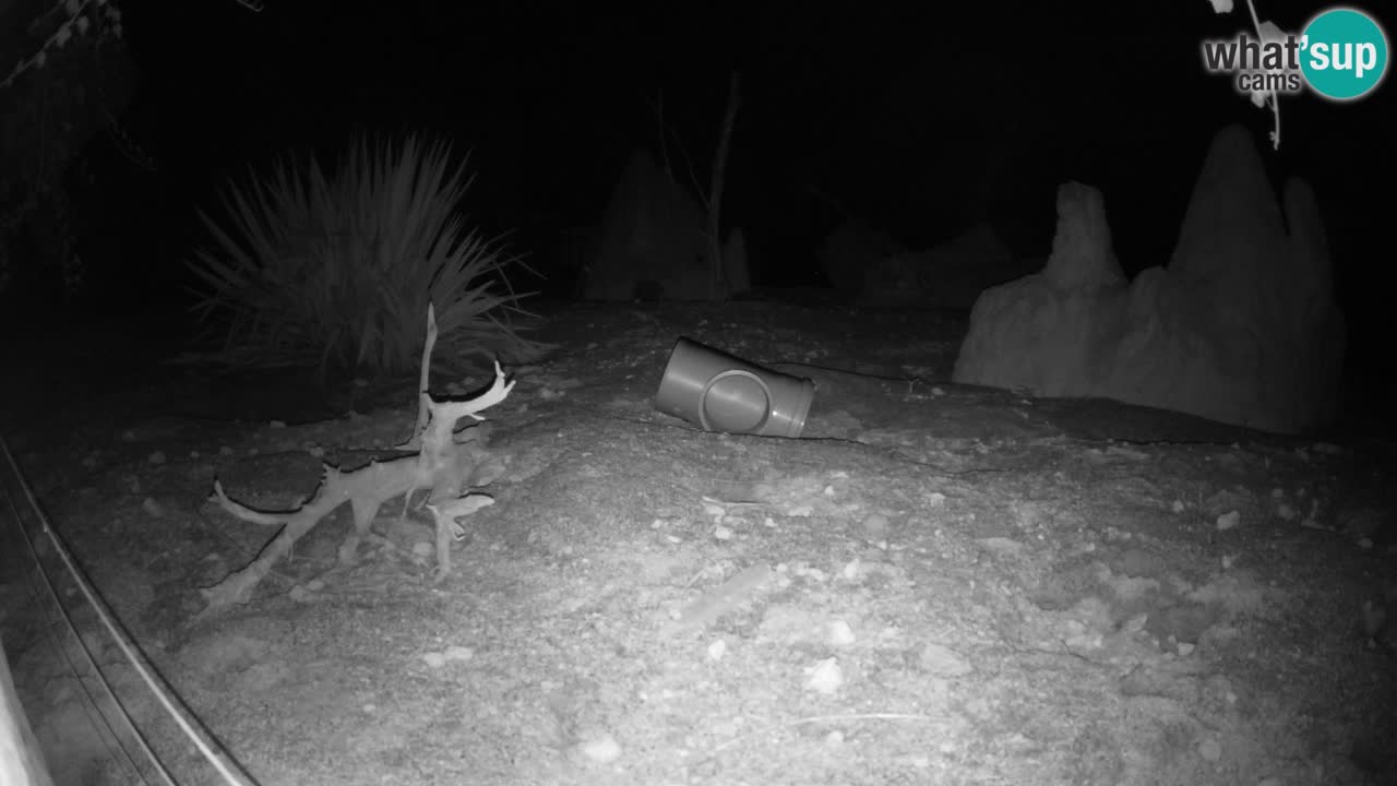 Live cam Zoo Ljubljana – Erdmännchen
