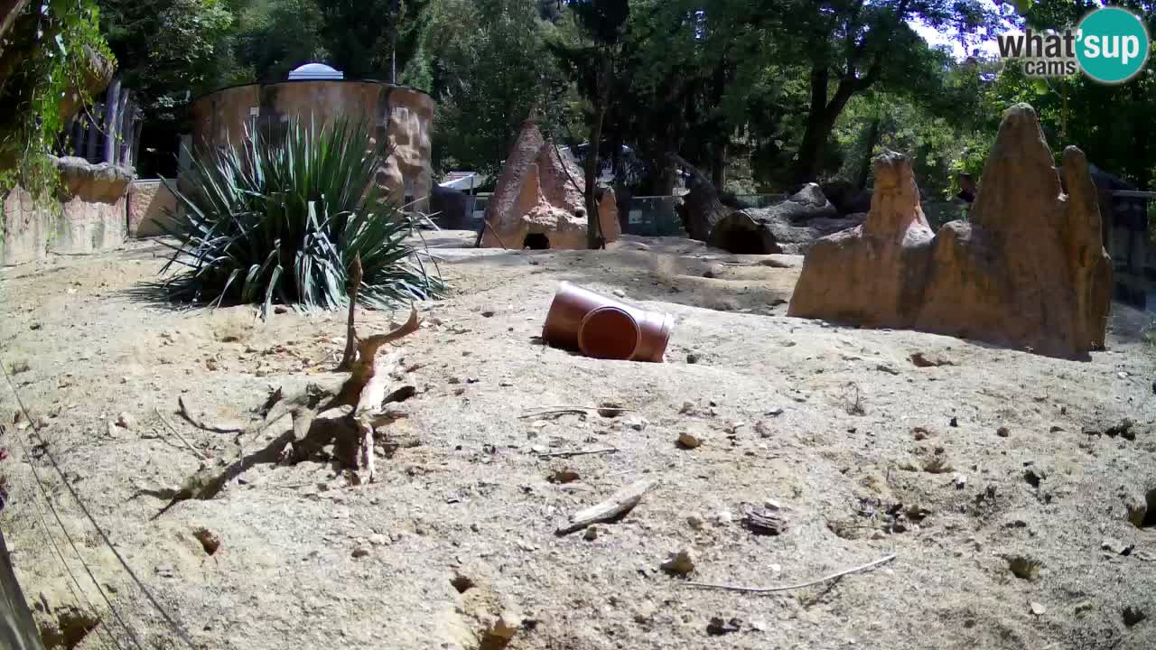 Zoo Ljubljana – Meerkat (Suricata)