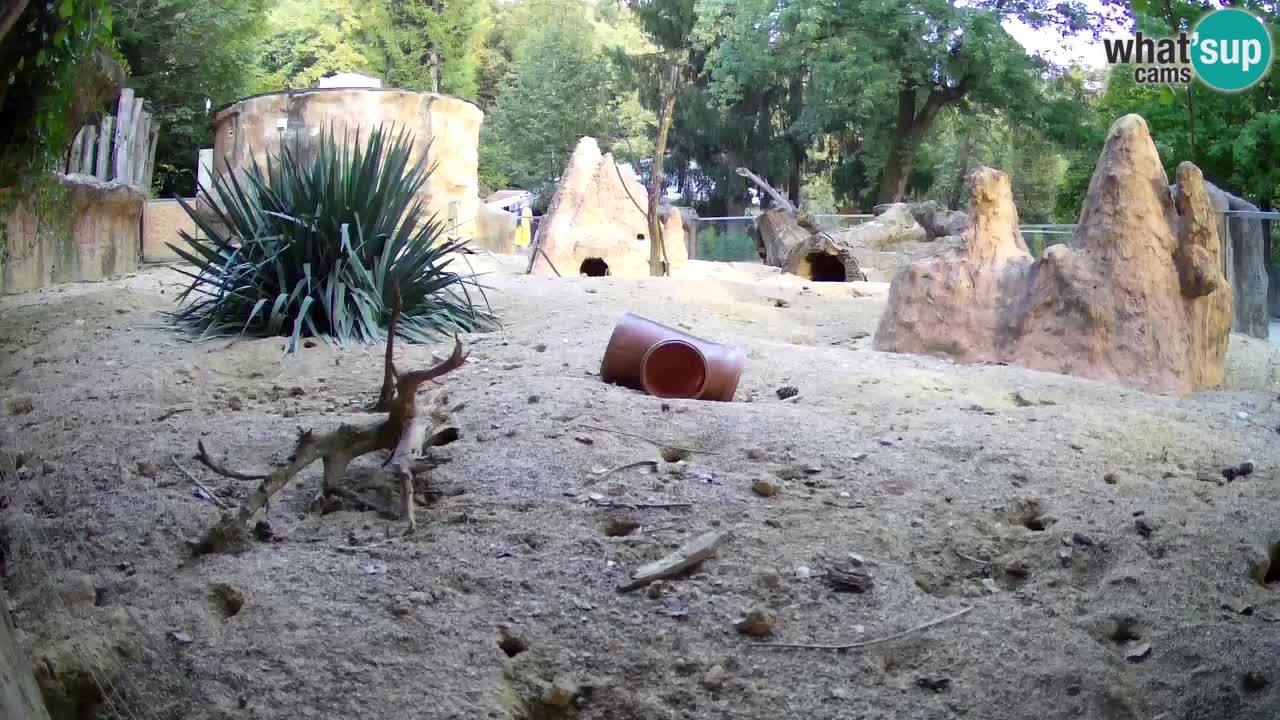 Webcam Zoo Ljubljana – Suricate