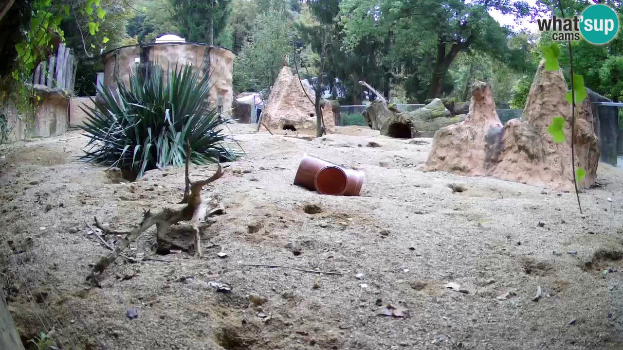 Webcam live Zoo Ljubljana – Suricata