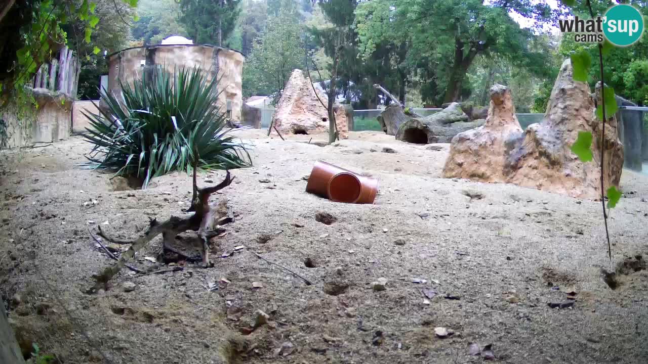 Zoo Ljubljana – Live webcam Meerkat (Suricata)