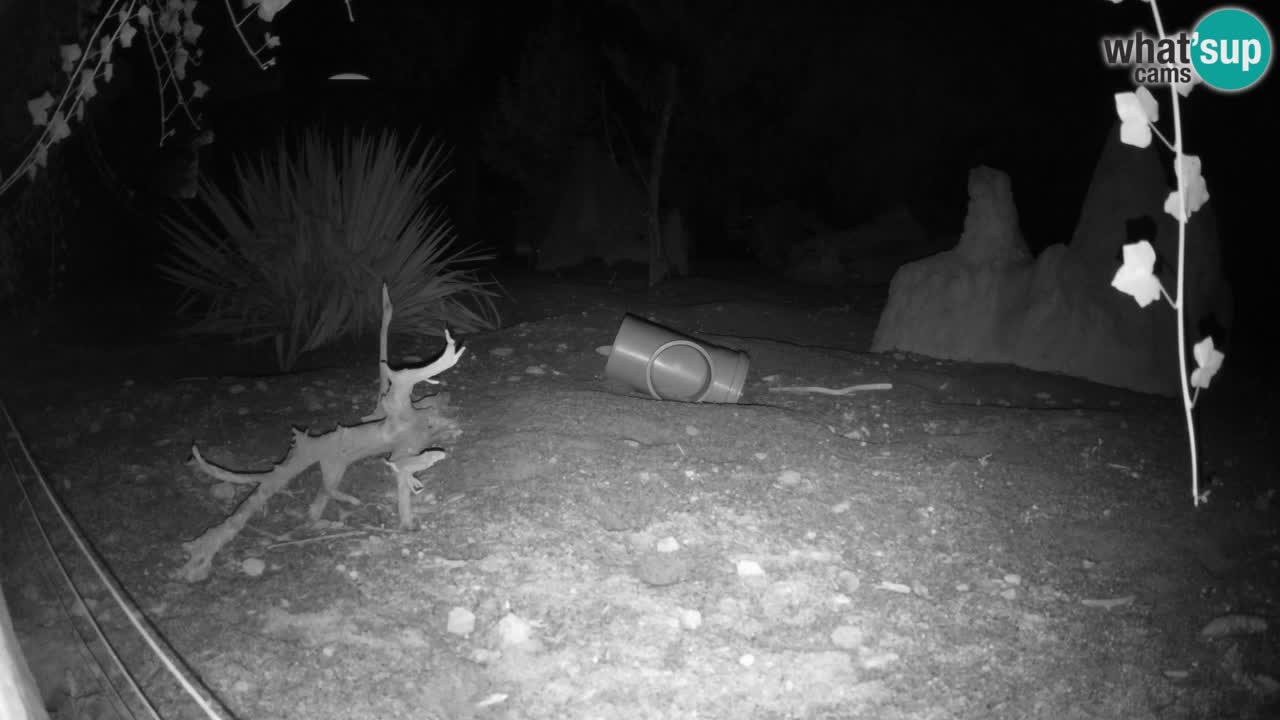 Live cam Zoo Ljubljana – Erdmännchen
