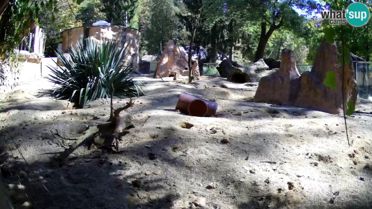 Webcam Zoo Ljubljana – Suricate