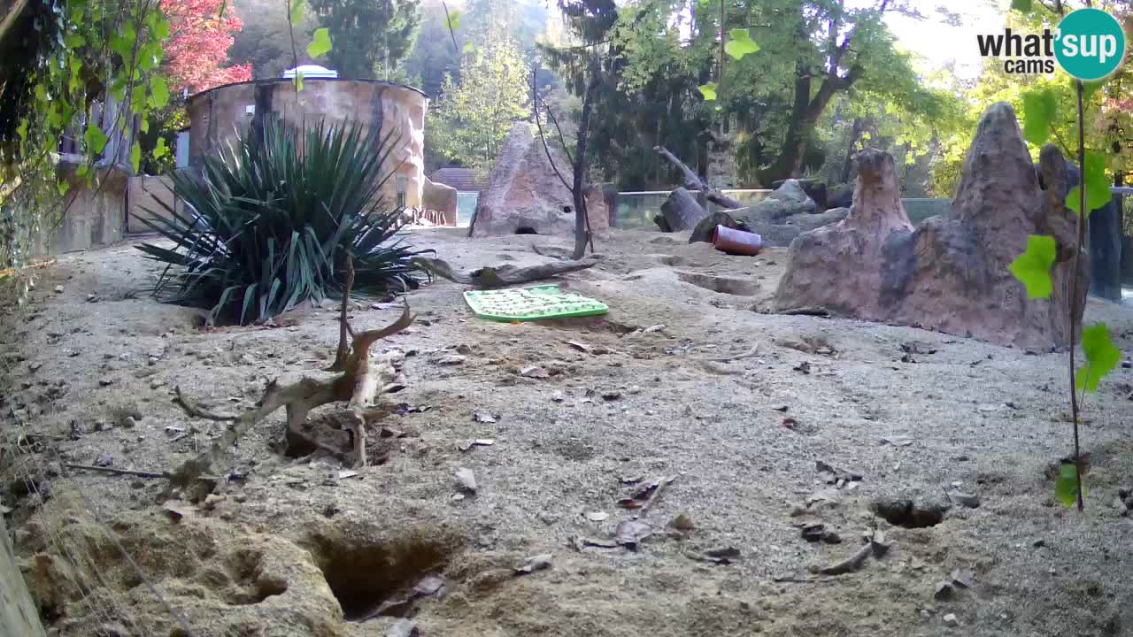 Zoo Ljubljana – Meerkat (Suricata)