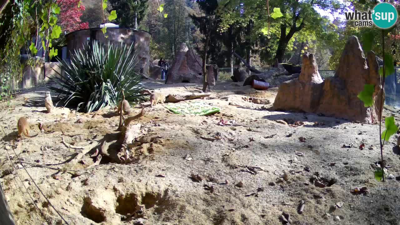 Zoo Ljubljana – Live webcam Meerkat (Suricata)