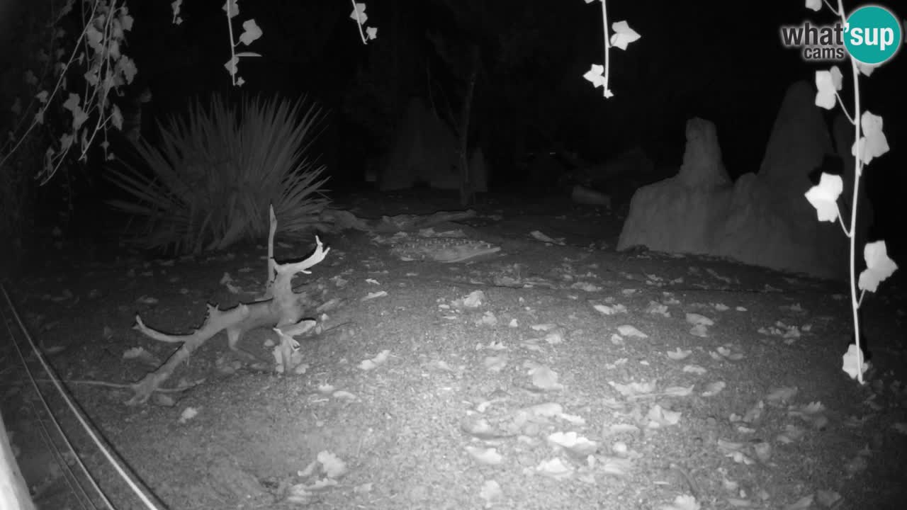 Live cam Zoo Ljubljana – Erdmännchen