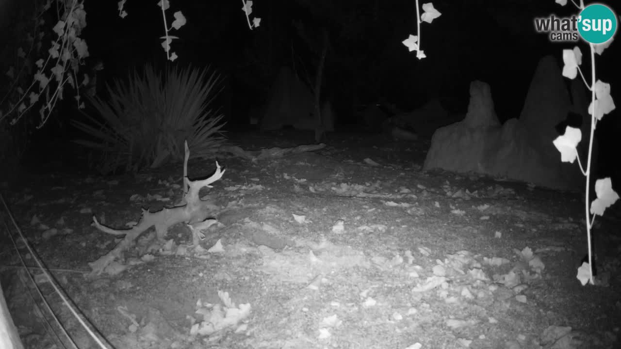 Webcam Zoo Ljubljana – Suricate