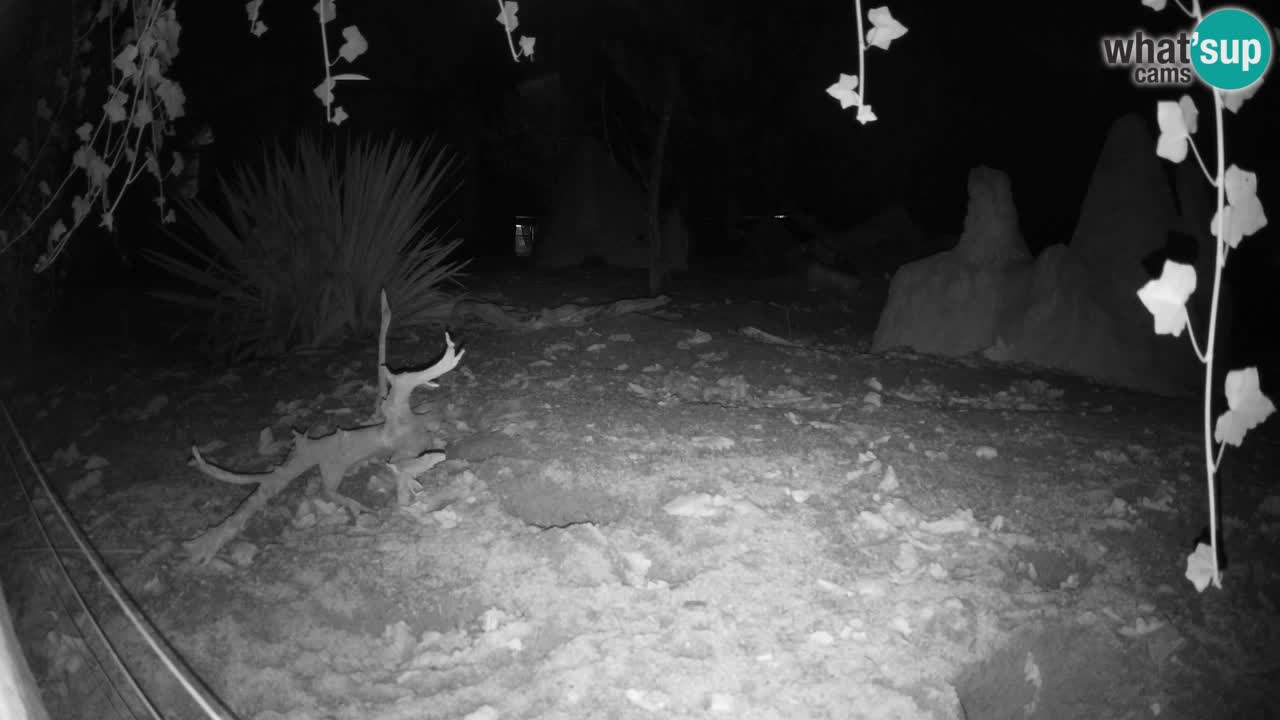 Webcam Zoo Ljubljana – Suricate