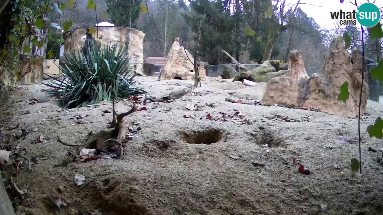 Zoo Ljubljana – Live webcam Meerkat (Suricata)