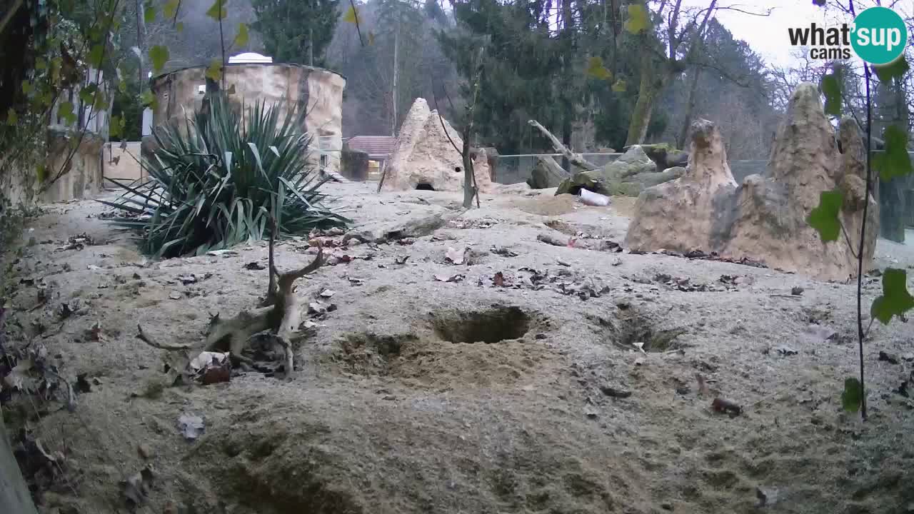 Webcam live Zoo Ljubljana – Suricata