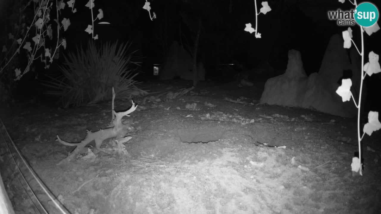 Zoo Ljubljana – Meerkat (Suricata)