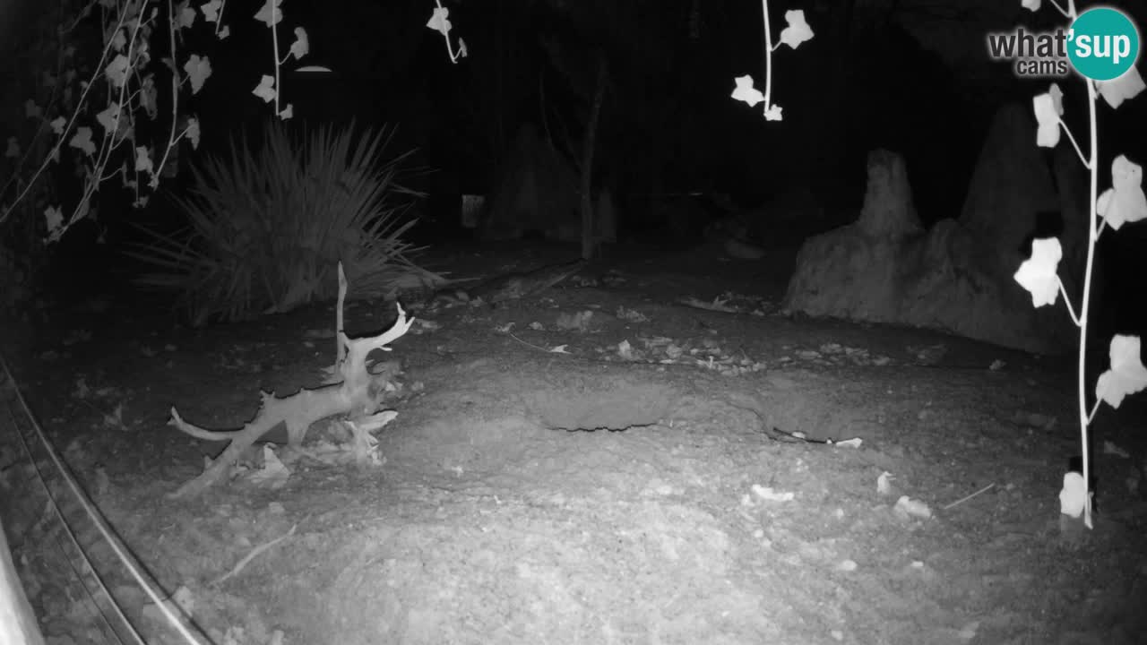 Zoo Ljubljana – Live webcam Meerkat (Suricata)