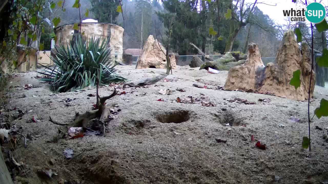 Webcam live Zoo Ljubljana – Suricata