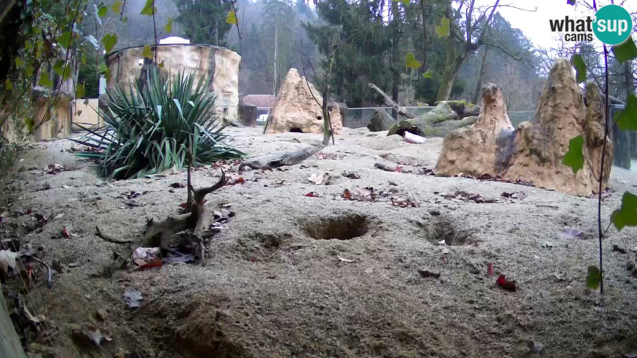 Webcam Zoo Ljubljana – Suricate
